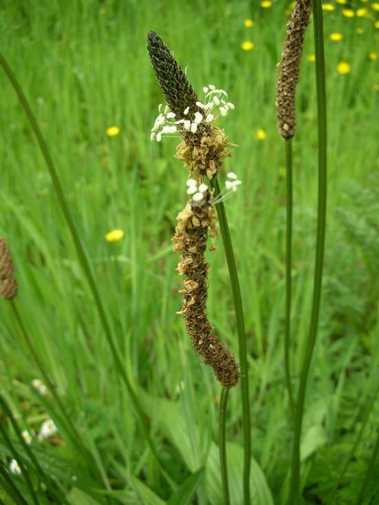 plantain-1371469-639x852