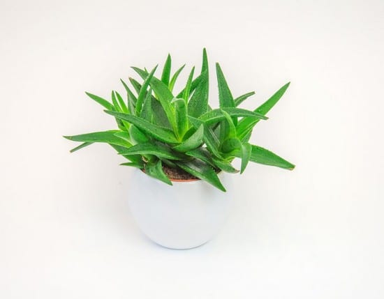 www-wellea