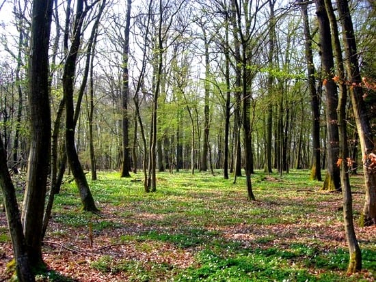 a-quiet-walk-1373735-640x480