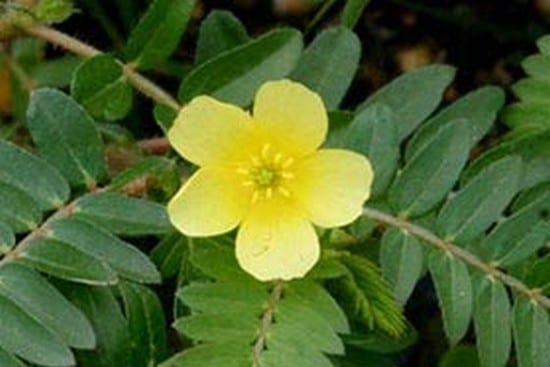 kotvicnik_rostlina
