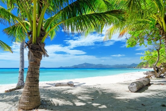Green tree on a white sand beach. Malcapuya island, Coron, Philippines.
