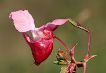 Co pěstovat na balkóně 1. díl